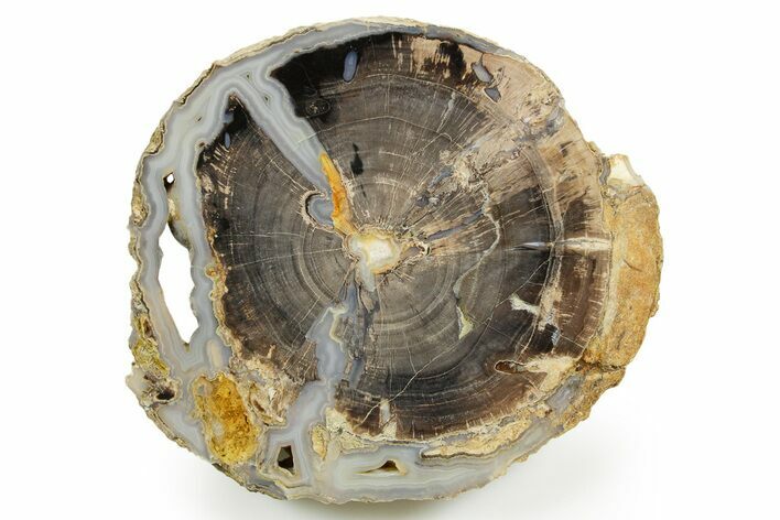 Petrified Wood (Schinoxylon) End-Cut - Blue Forest, Wyoming #365996